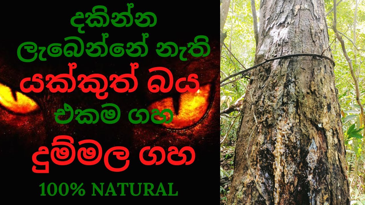 දකින්න ලැබෙන්නේ නැති යක්කුත් බය එකම ගහ දුම්මල ගහ ceylon auyrvedic plants dummala tree