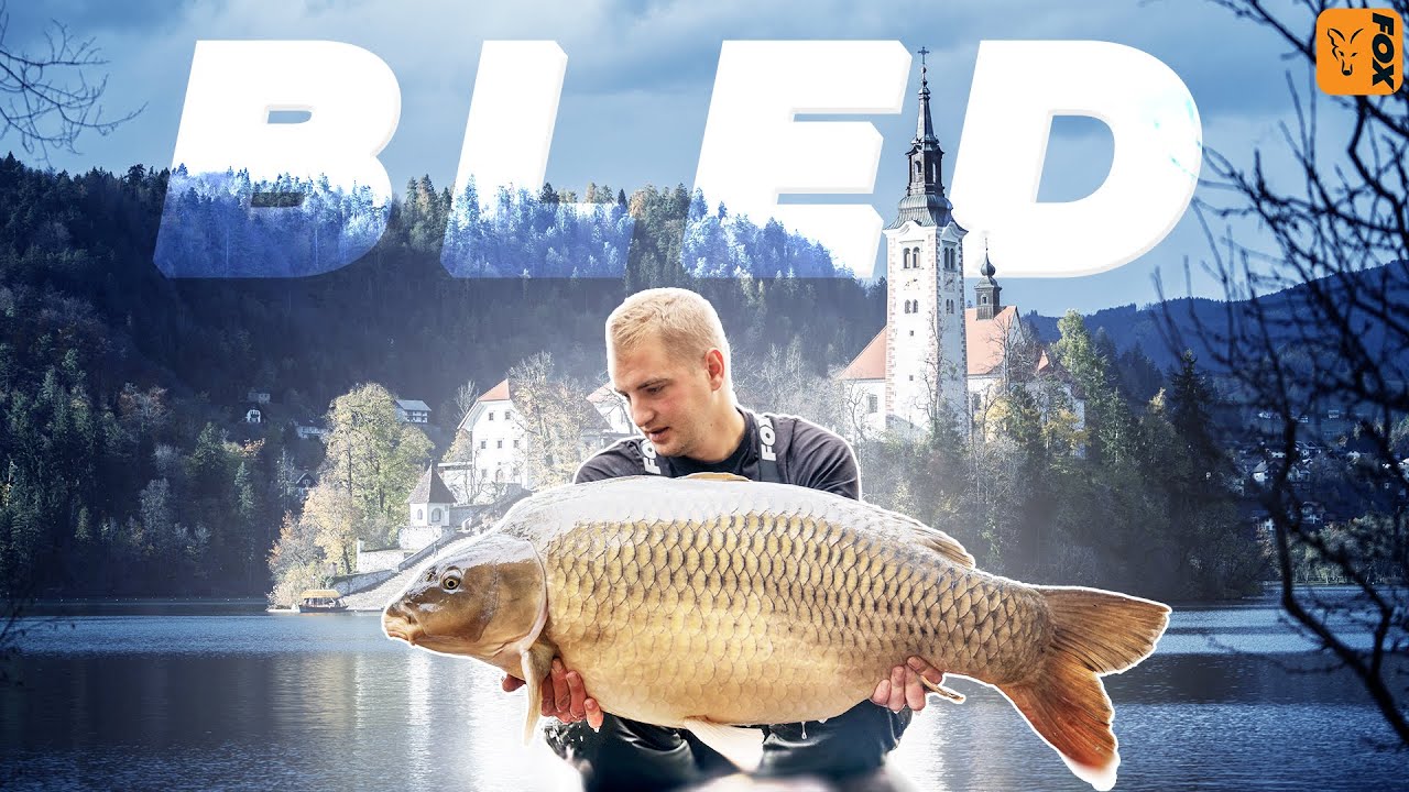 BLED - BEZ GRIZA dok nismo pomjenili poziciju (šaranski ribolov)