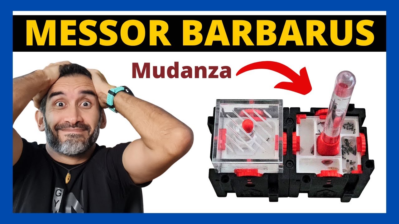 👏🏼 Estableciendo COLONIA de MESSOR BARBARUS (Mudanza de HORMIGAS a Hormiguero Qbik)  - Hormiverso 🐜