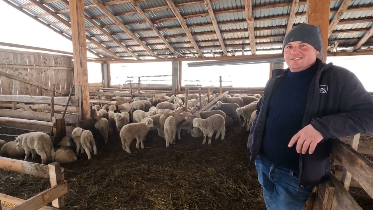 Miei și Oile Băle A Baciului Gore din Telciu .Bistrita-De când Dau Fan Înfoliat -Miei Sunt Mai Mari