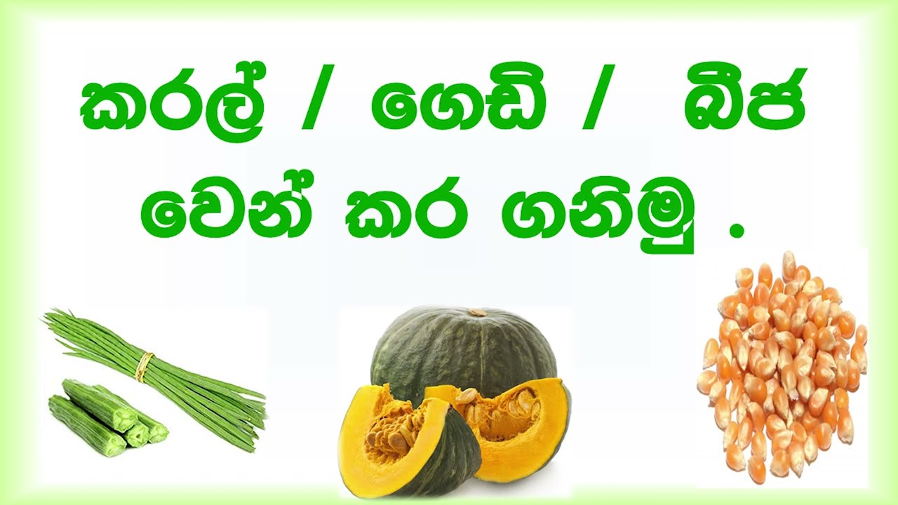 5 ශ්‍රේණිය පරිසරය පැළෑටි හා ගස් වැල්Grade 5 scholarship Environment 5 wasara parisaraya / Guruthumi
