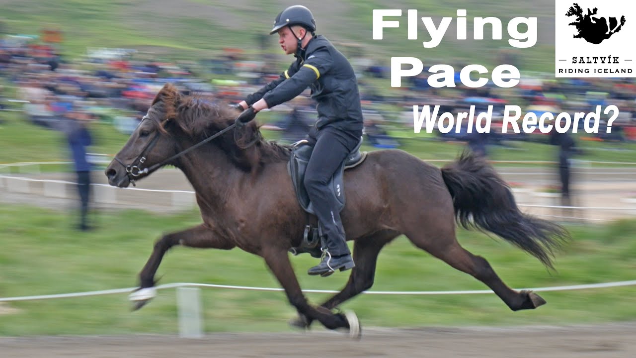 Amazing Flying Pace Ride At Landsm&oacute;t at Holar In Iceland !
