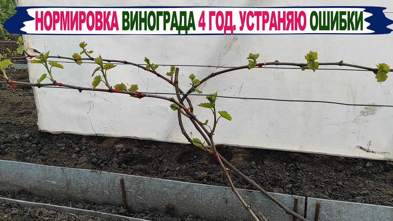 🍇Формирую куст винограда 4 год правильно. Убираю СТАРЫЕ ОШИБКИ. Какие побеги УДАЛЯТЬ, какие ОСТАВИТЬ