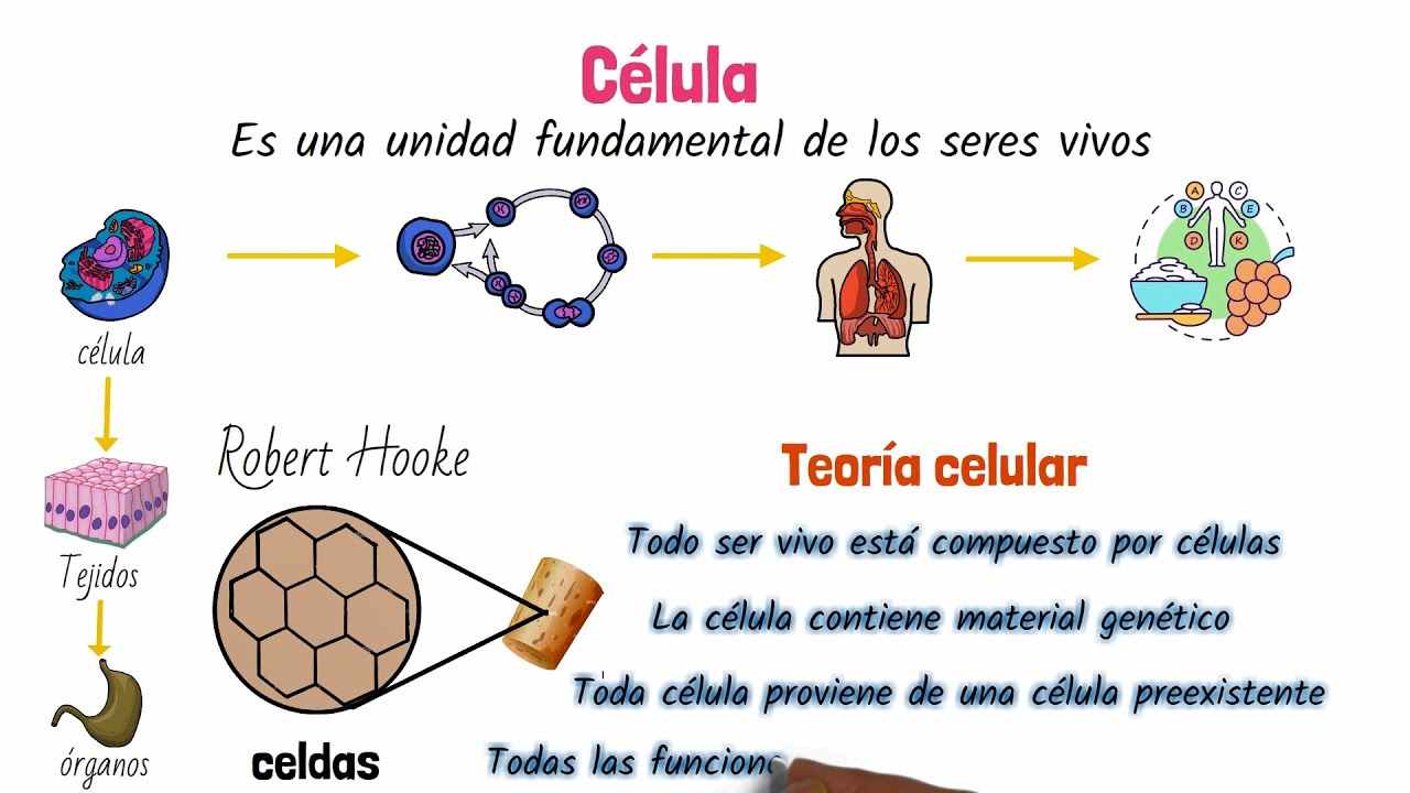 La C&eacute;lula Clasificaci&oacute;n y Estructura