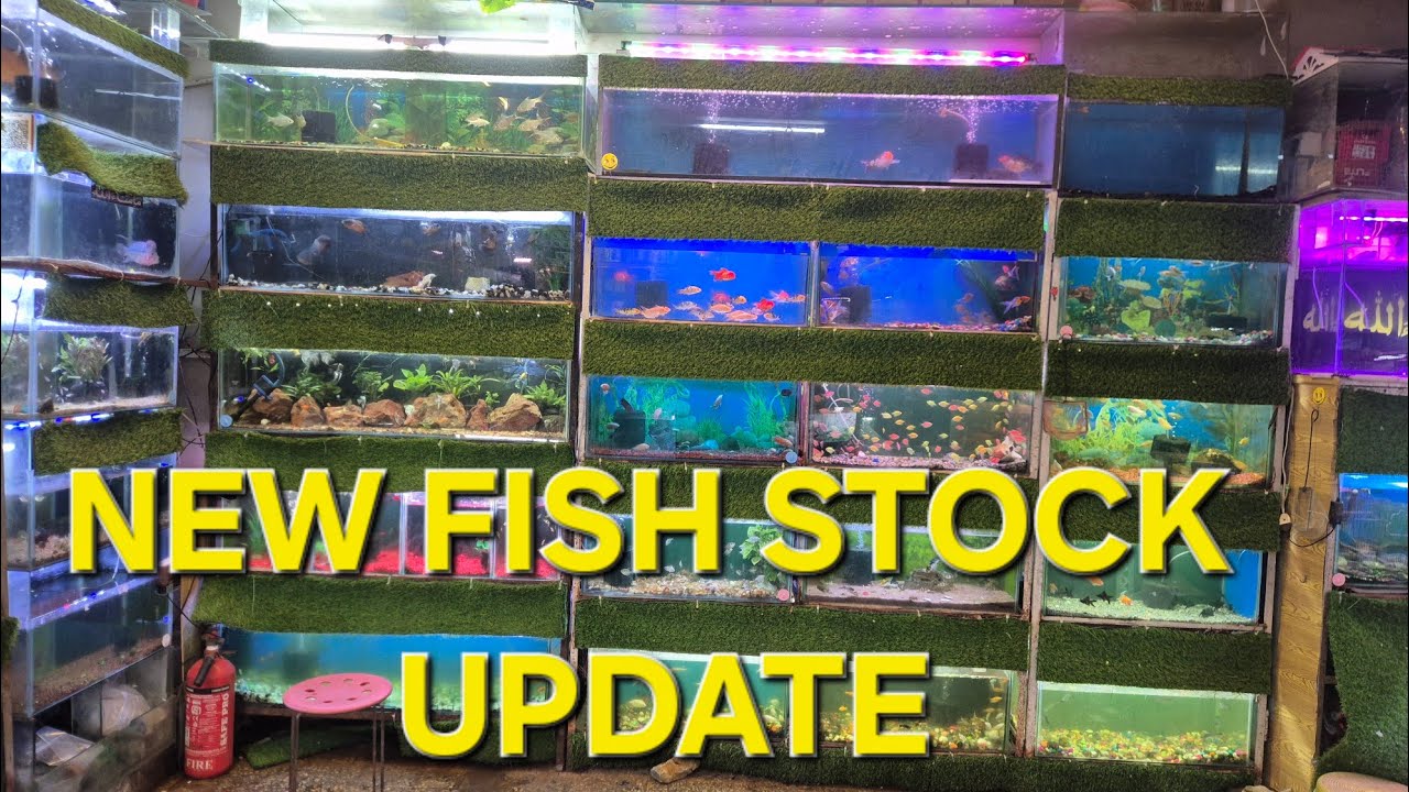 NEW FISH STOCK UPDATE 11 OCTOBER. ✨✨