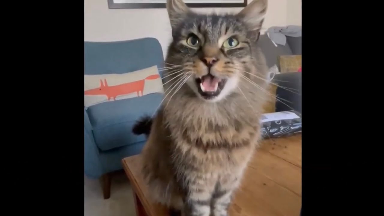 The many noises of Eric the cat