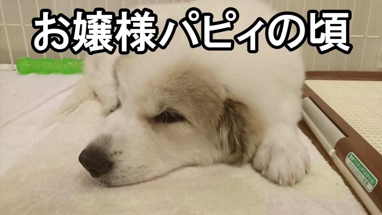 【GPラム】お嬢様が仔犬だった頃【再編集】