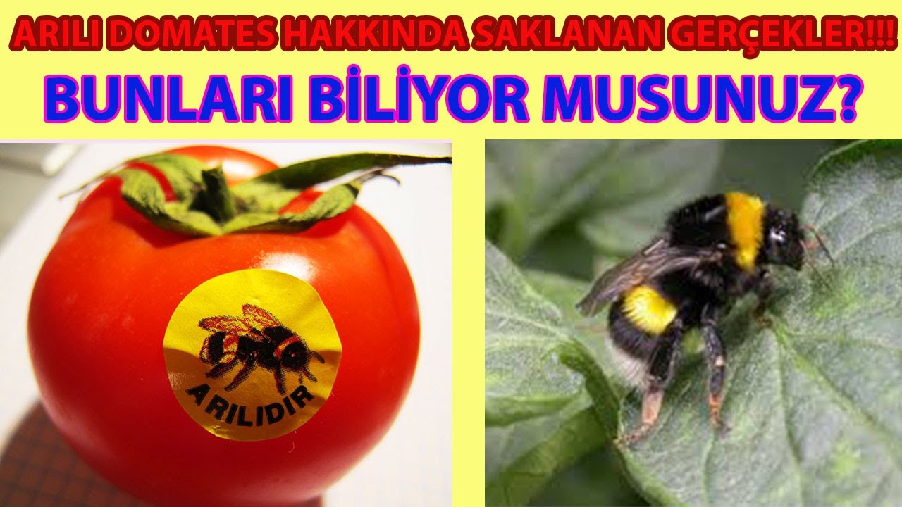 ARILI DOMATESLE NORMAL DOMATES ARASINDA NE FARK VAR, DOMATES YEMEDEN İZLEYİN, İLAÇSIZ TARIM, BOMBUS