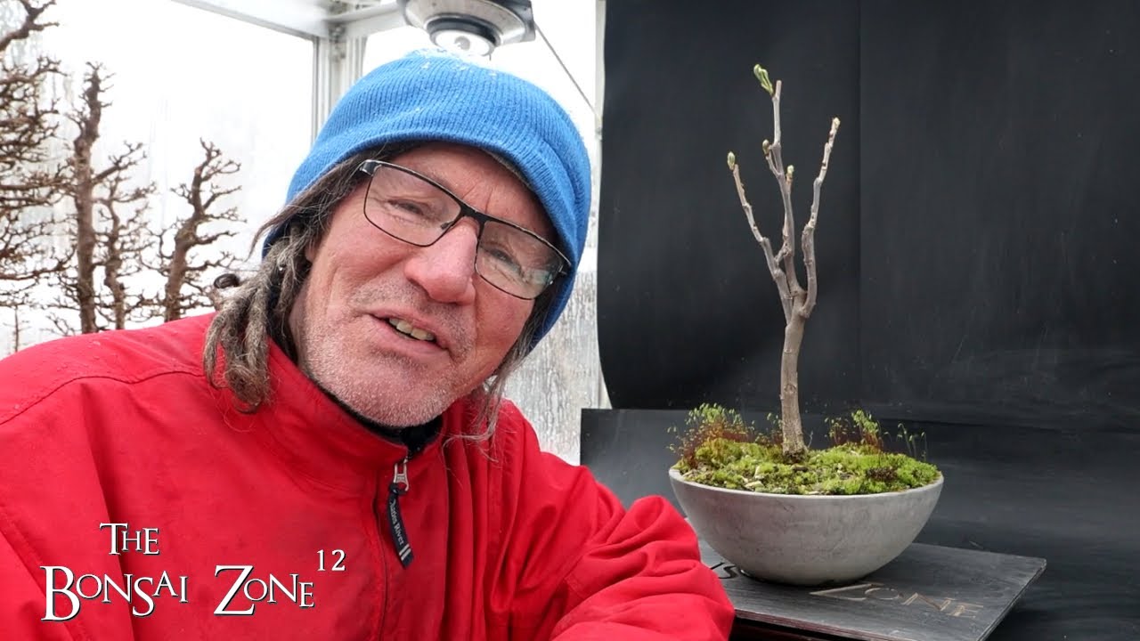 Repotting My Wisteria, The Bonsai Zone, April 2025