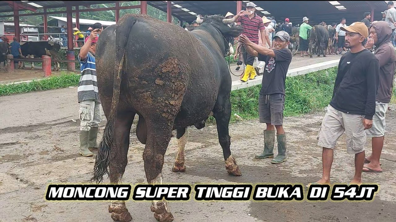 RAKSASA SUPEE TINGGI❗️SIMENTAL MPNCONG 54JT 
