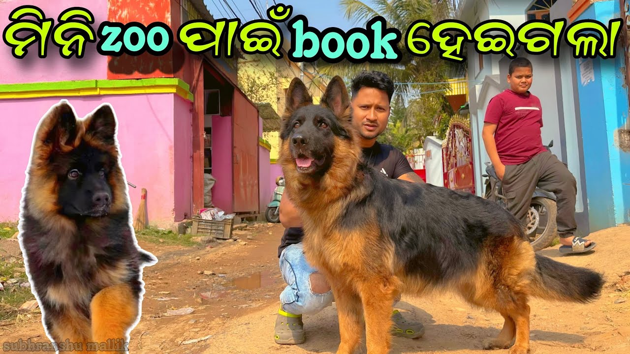 ମିନି ZOO ଲାଗି ଆସୁଛି ଜର୍ମାନ ସେଫର୍ଡ ବହୁତ ଜଲ୍ଡି || German Shepherd Dog || Pitbul Dog || Labrador Dog |