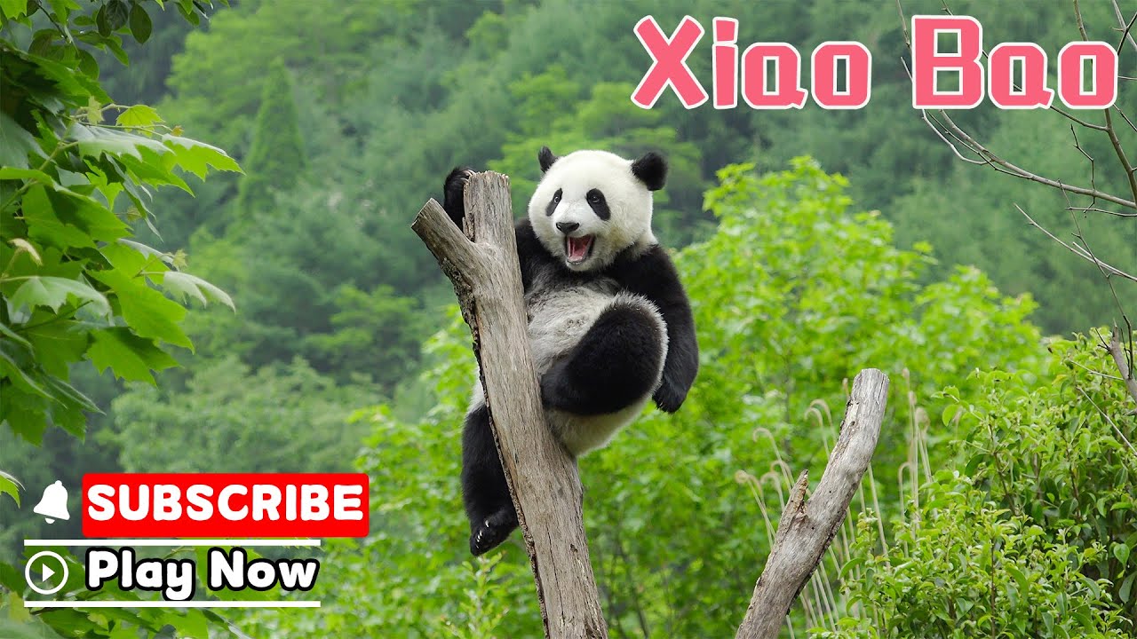 【The Giant Panda Story】Episode 43 Xiao Bao, The Panda With Quick Wit | iPanda