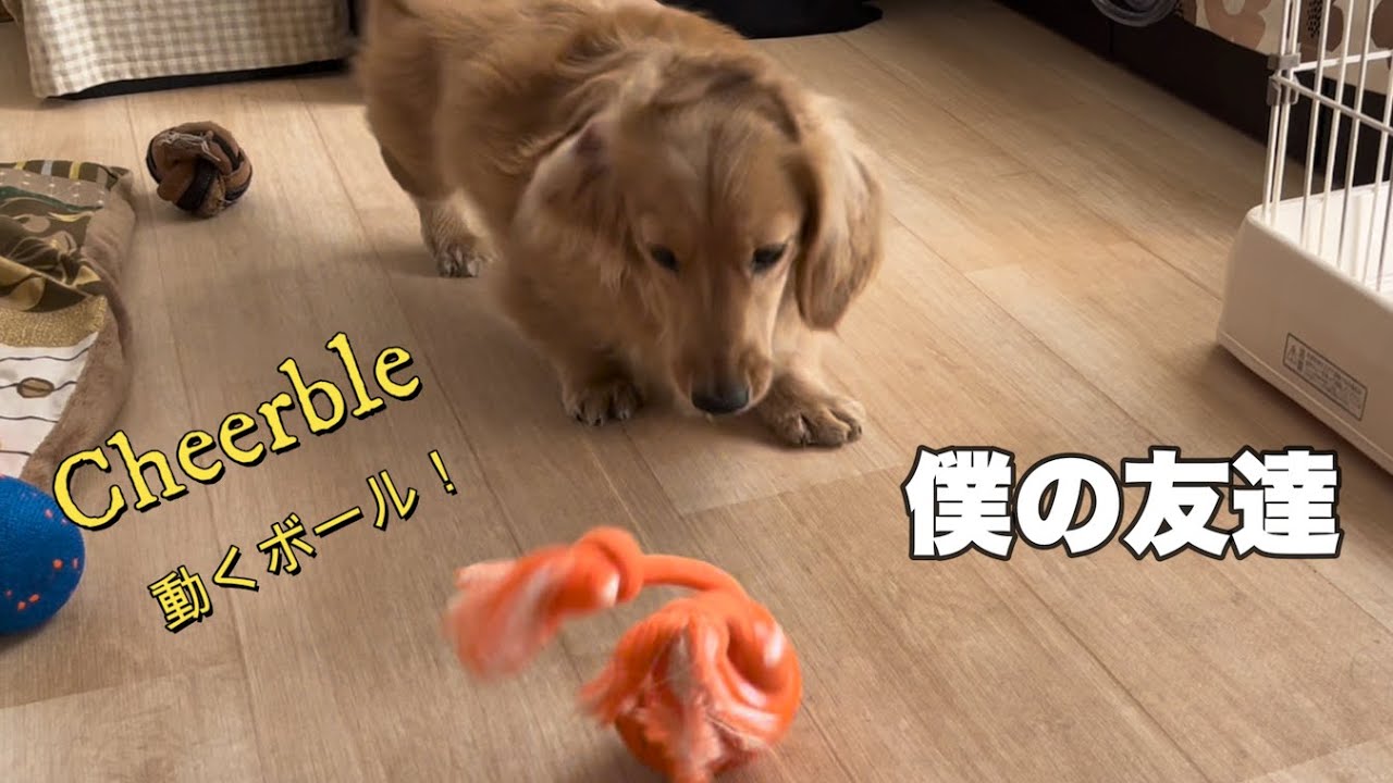 チアブル（Cheerble）自動で動くボールで大喜びの愛犬と飼い主（大きめミニチュアダックス）