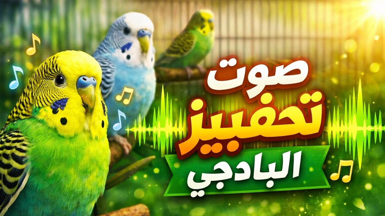 أقوى صوت تحفيز طيور البادجي | يزيد التغريد والنشاط 🐦