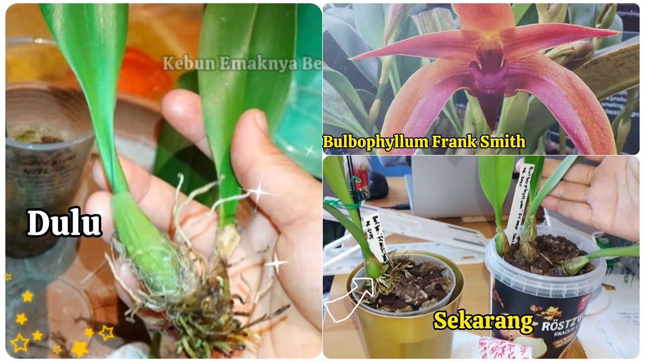 Semi Hidroponik Tanpa Ribet: Anggrek Bulbophyllum Frank Smith Tumbuh Subur 7 Bulan