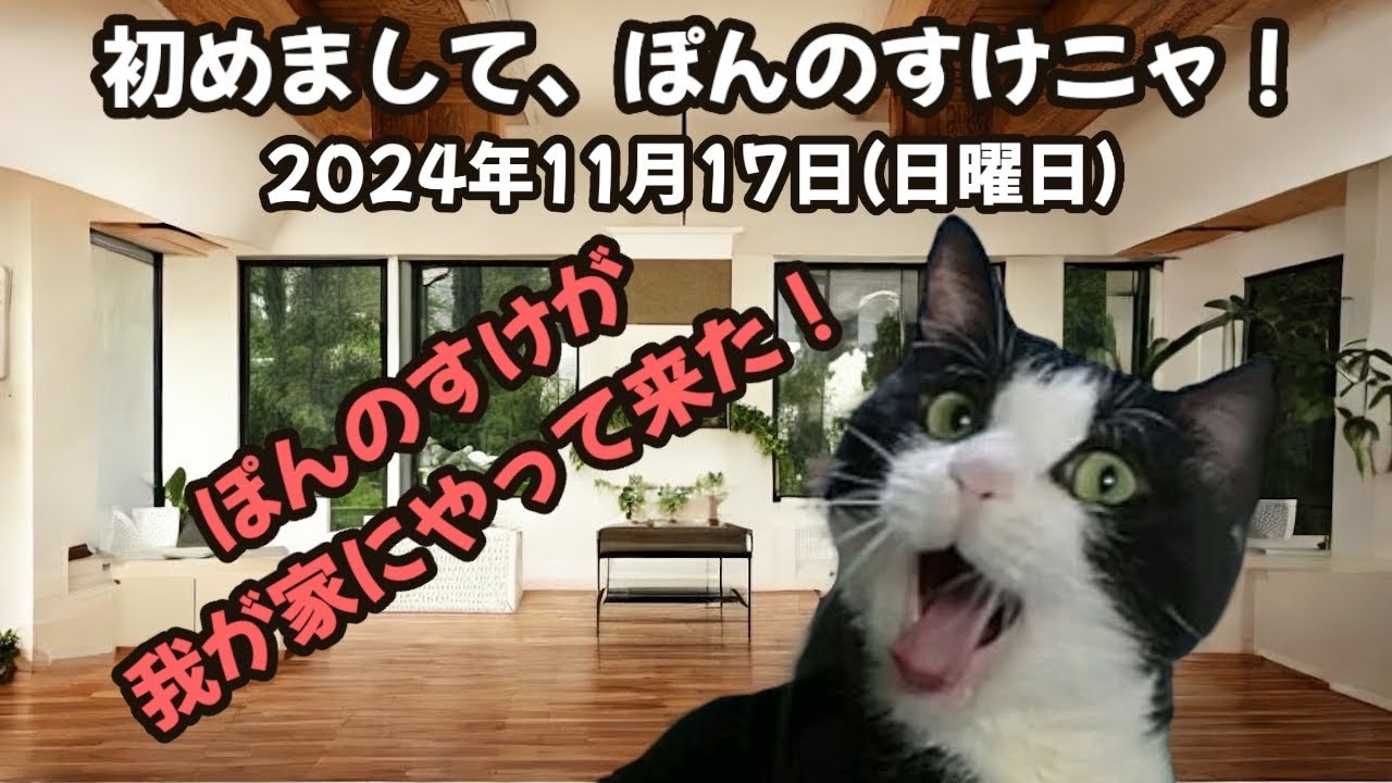 出会ってくれてありがとう。保護した猫を飼い始めて『猫の可愛さを知った日』#cat #保護猫 #ハチワレ