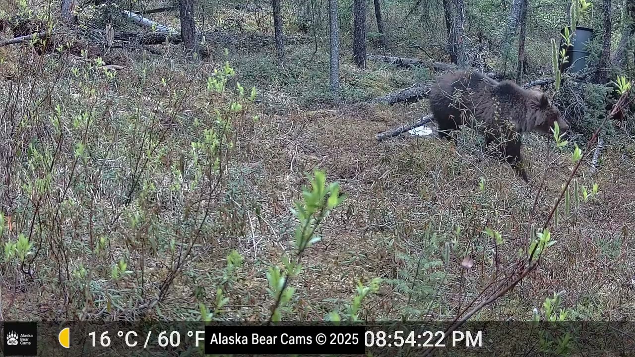 Unexpected Visitor at Bear Bait Station | Grizzly Sow and Yearling Feeding