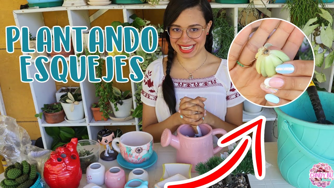 Plantando esquejes de suculentas, cómo es mejor enraizar: por aire, por tierra o por agua │Candy Bu
