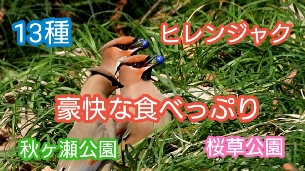 ヒレンジャク 豪快な食べっぷり　秋ヶ瀬公園＆桜草公園  13種　3月上旬