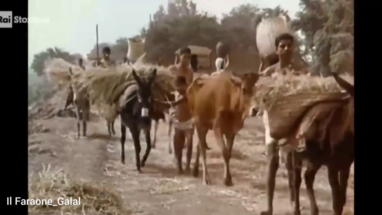 L'agricoltura nell'antico Egitto | la vita quotidiana egizia