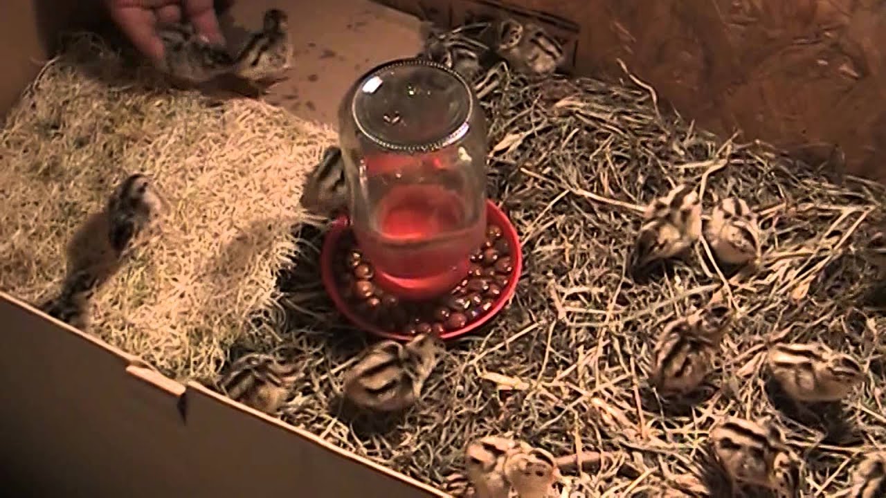 Ringneck Pheasant Chicks