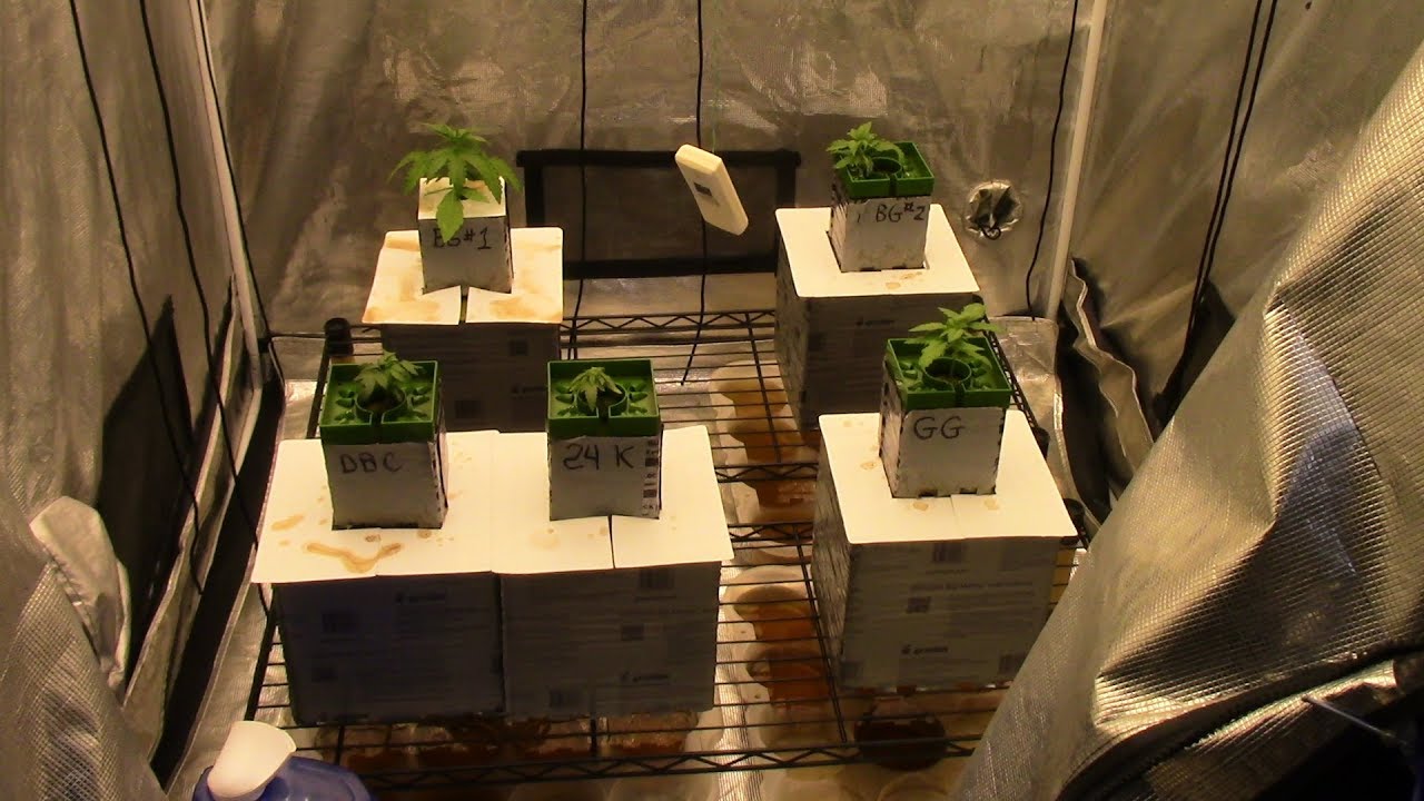 S11E2 Jacks 321 autoflower cannabis grow. Kera, Mephisto,Fastbuds