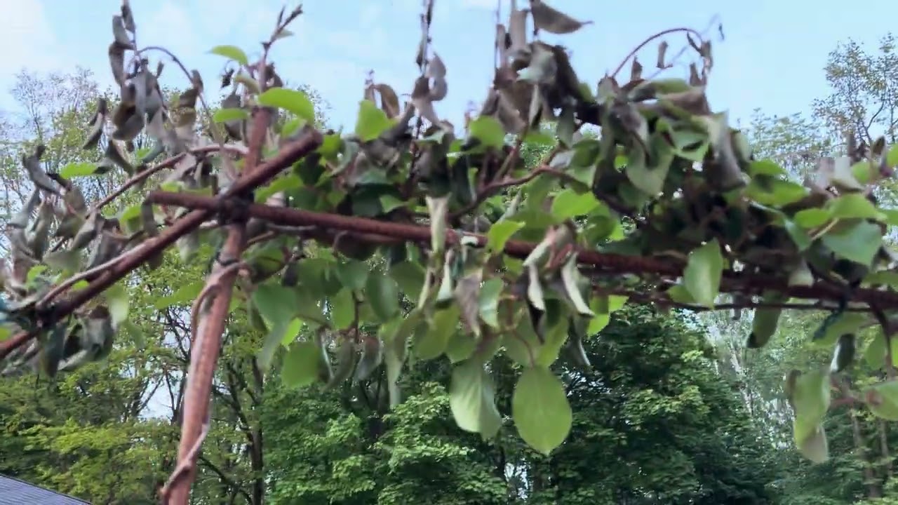 Zakątek leśny, kwitnące kukliki / co aktualnie robimy 🏡6.05.25