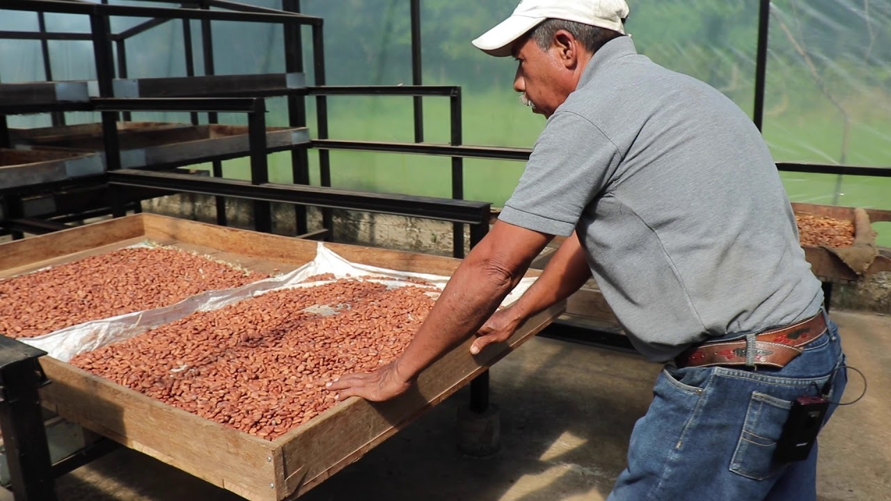 Fermentado de cacao para proceso fino de chocolate