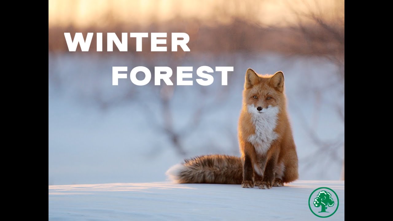 ЗИМОВИЙ ЛІС - НПП Голосіївський | WINTER FOREST - Holosiivskiy National Nature Park