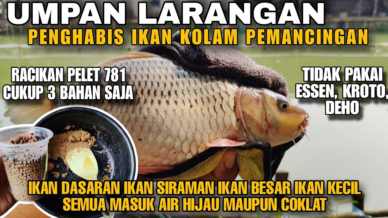SAYA PERCAYA KENAPA UMPAN PELET DILARANG UNTUK MANCING IKAN MAS, TERNYATA BISA BIKIN HABIS IKAN