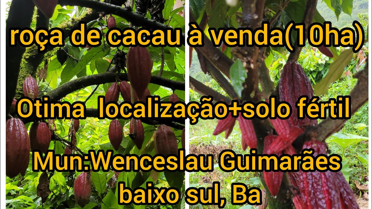 Roça de cacau à venda:(10ha) em Wenceslau Guimarães Bahia. região de Nova Esperança#roça+cacau.