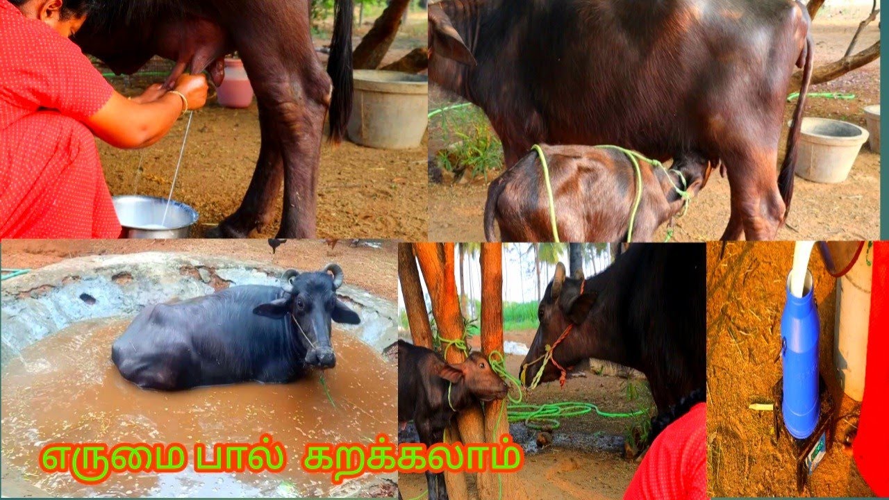 எருமையை பால் கறக்கலாம் வாங்க  buffalo milking video #cowvideos #villagevlog