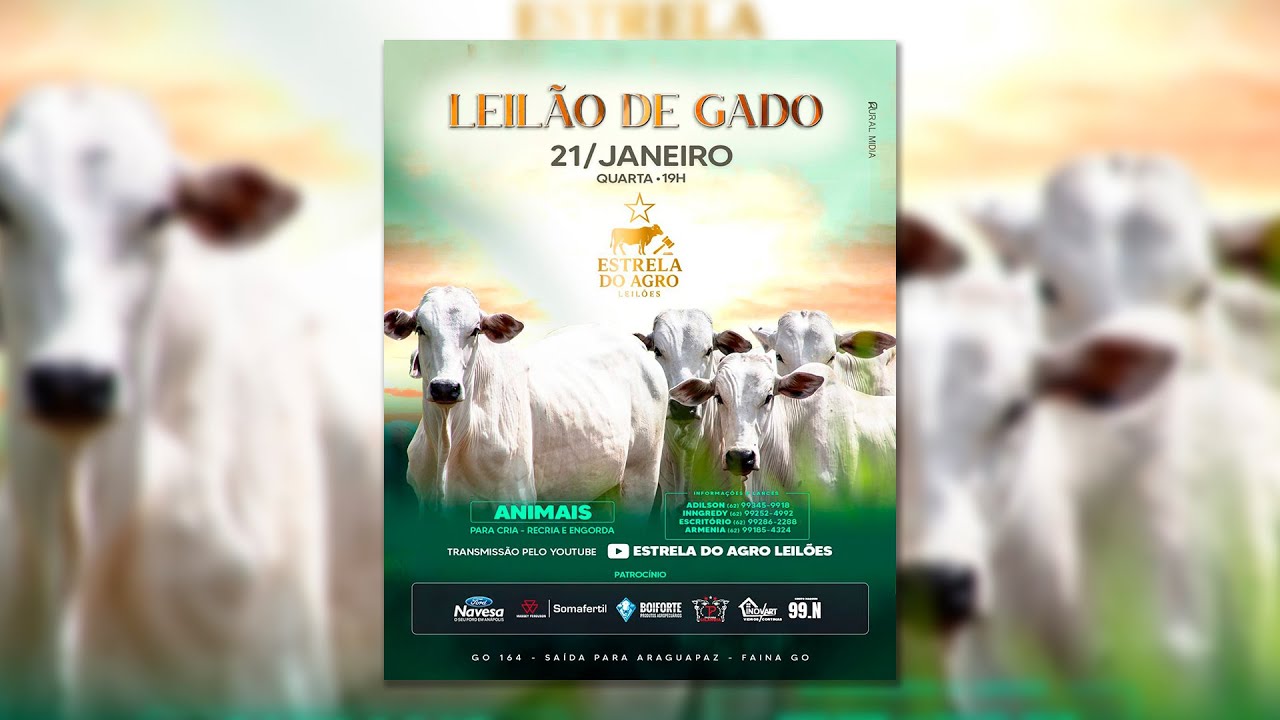 LEILÃO GADO DE CORTE ESTRELA DO AGRO LEILÕES  FAINA-GO 21/01/2026 | Leilão ao Vivo - Leilão de Gado