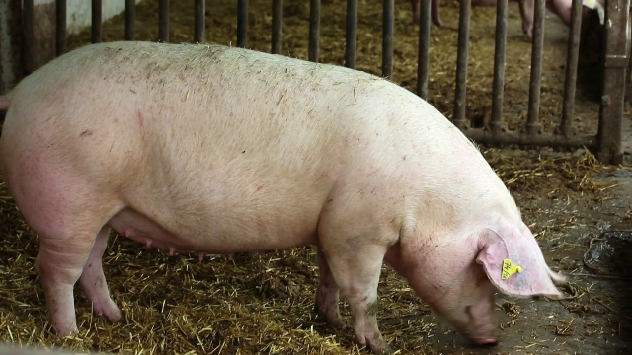 Polski Związek Hodowców i Producentów Trzody Chlewnej POLSUS