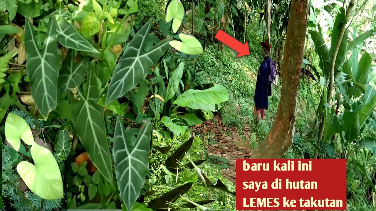 berburu tanamsn hias-di tengah hutan saya KETAKUTAN nemu yang bergelantungan di pohon