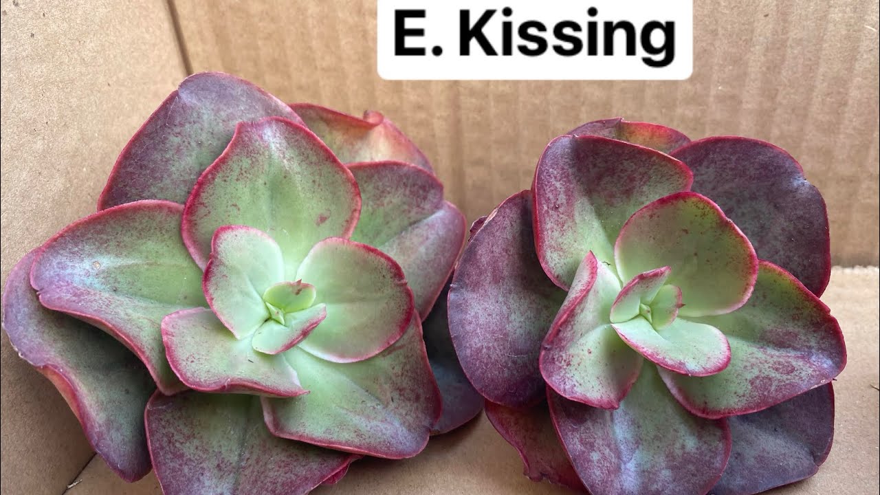 2/19/21 Korean succulents unbox by Cactus & succulent lover|| happy Friday everyone!!!
