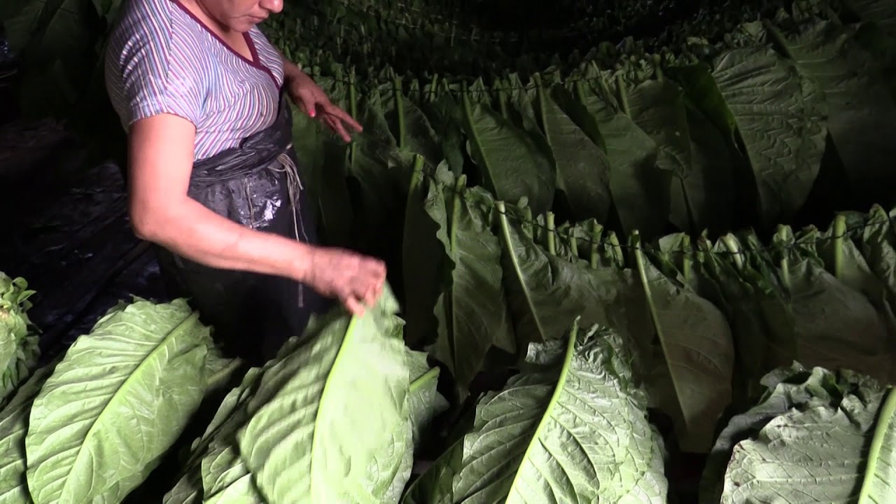 CIGARS 101 Air Curing Video