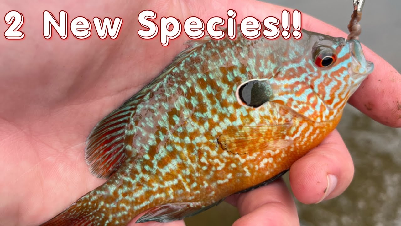 Multi-Species Fishing The Monocacy River In Maryland!! (2 NEW SPECIES)!!