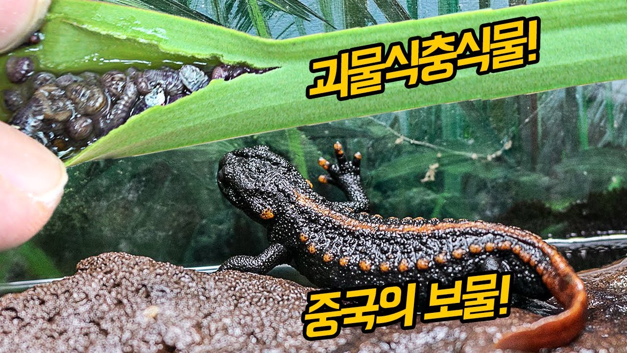 지중해지역 초희귀 동·식물 관찰!(붉은꼬리혹영원,녹색두꺼비)