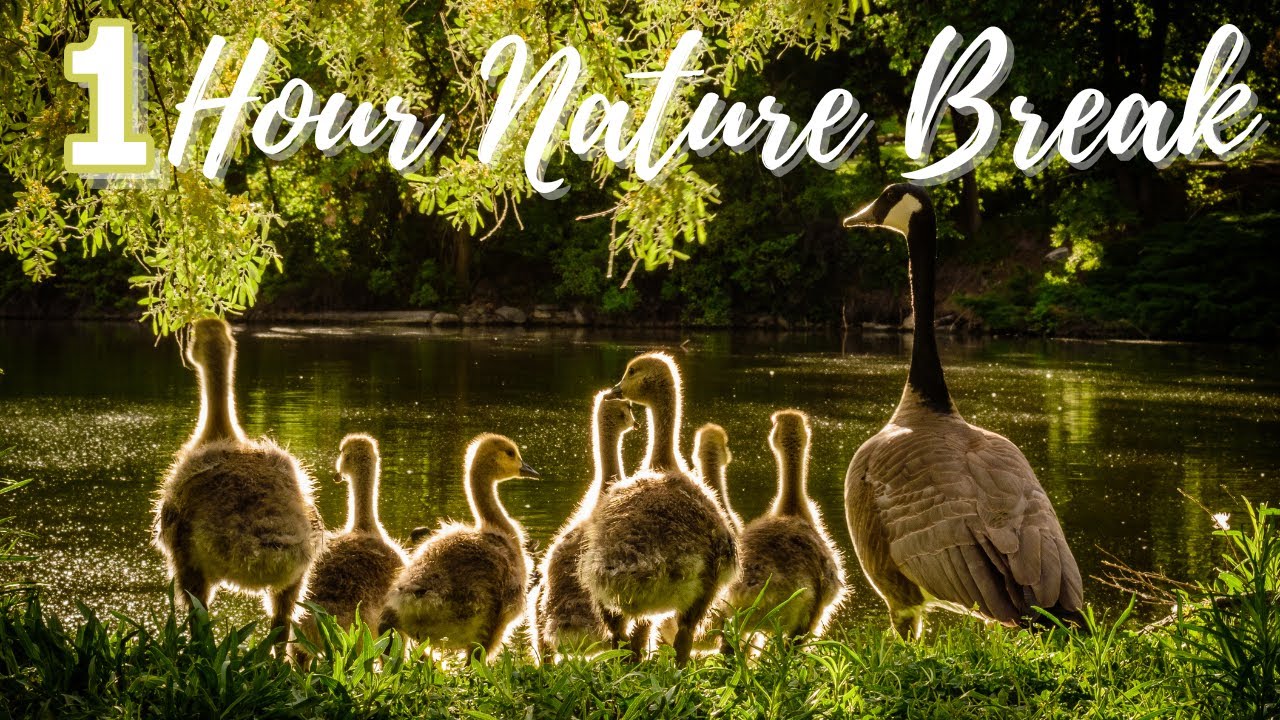 1 Hour Nature Break with Music. Relaxing TV for Dogs