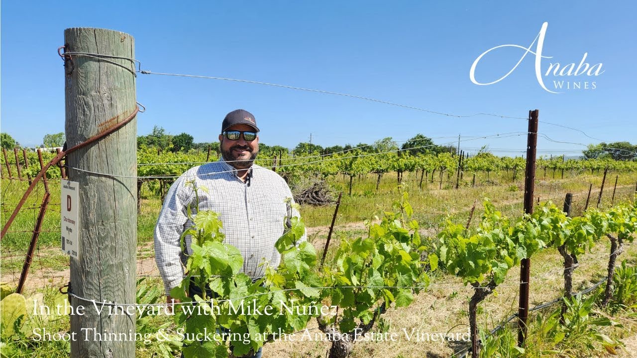In the Vineyard at Anaba Wines - Shoot Thinning and Suckering