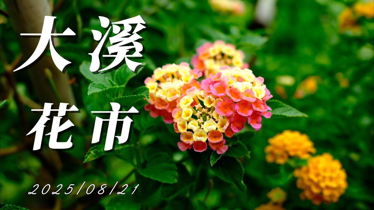 大溪花市 2025/8/21最新 大溪花市  賣場完整巡禮   #大溪花市