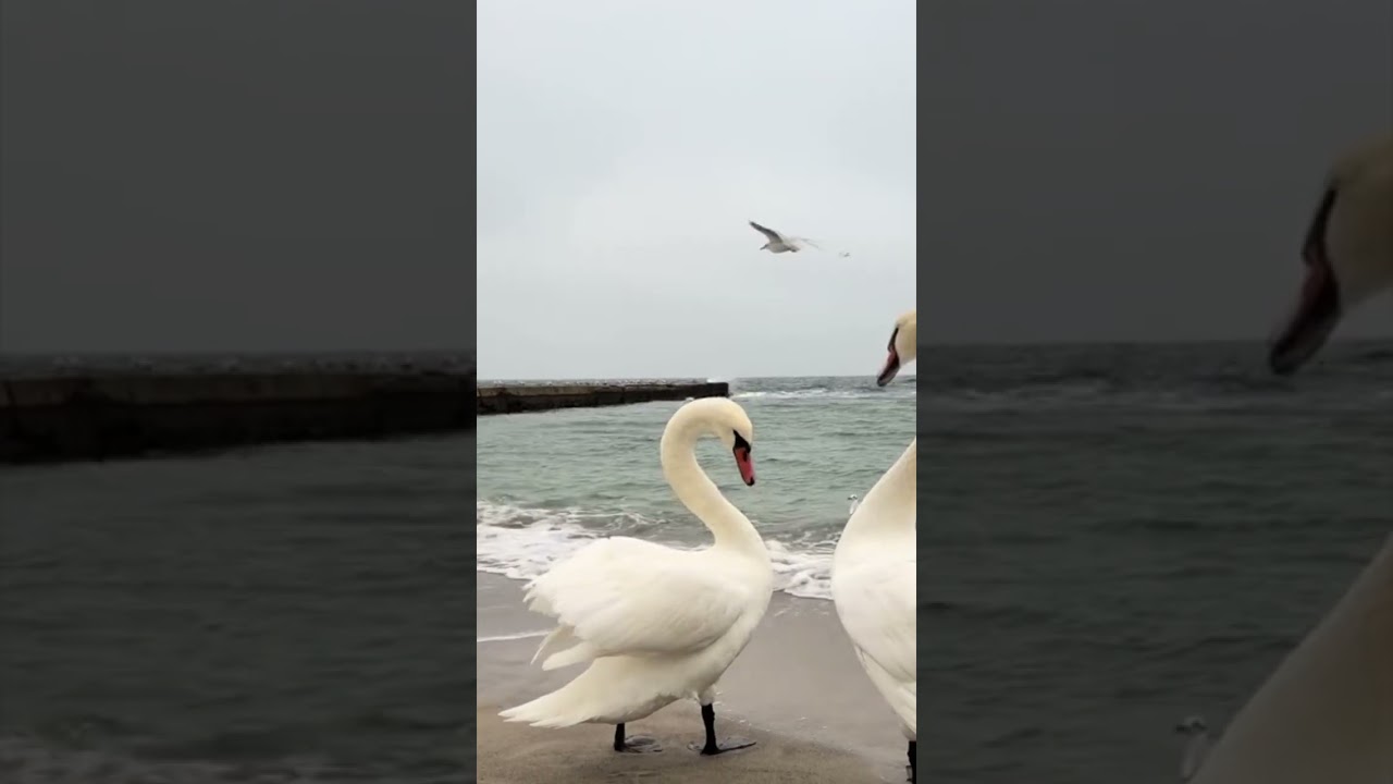 Осень. Красота лебедей 47. Autumn. The beauty of swans 47.  