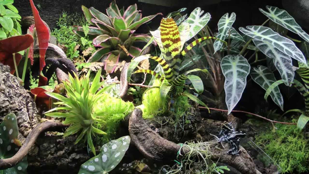 Paludarium Regenwald Terrarium Dendrobaten