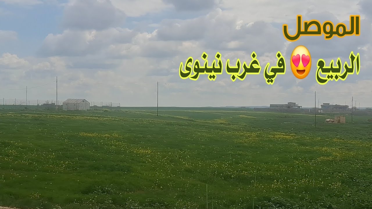 الربيع في غرب نينوى بتاريخ 2026/3/17 يكسو الارض بالخضار ويزيد جمال مدينة الموصل ام الربيعين