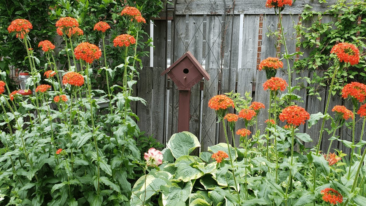 Birdhouse and Canadian Flower Garden