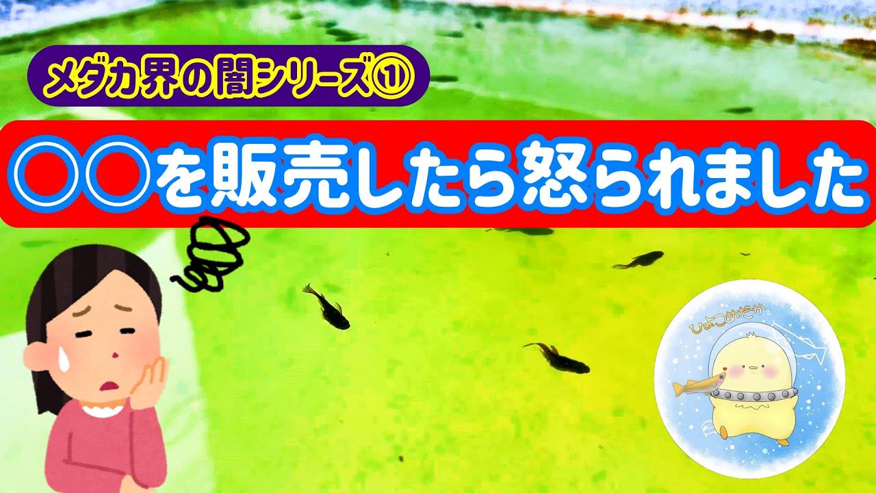 【メダカ界の闇シリーズ①】○○を販売したら怒られたので対策を考えました。【ひよこめだか/メダカ飼育】