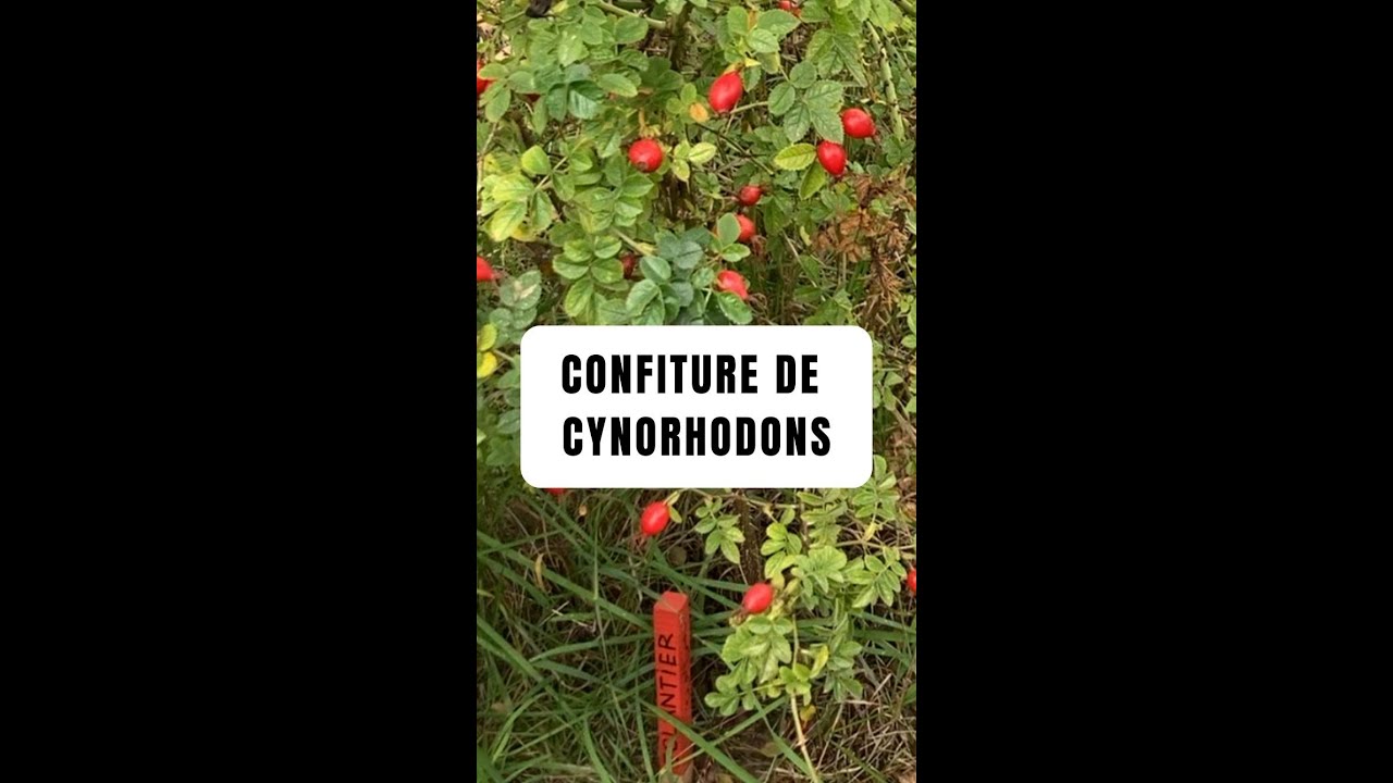 Confiture de cynorhodons &eacute;glantier