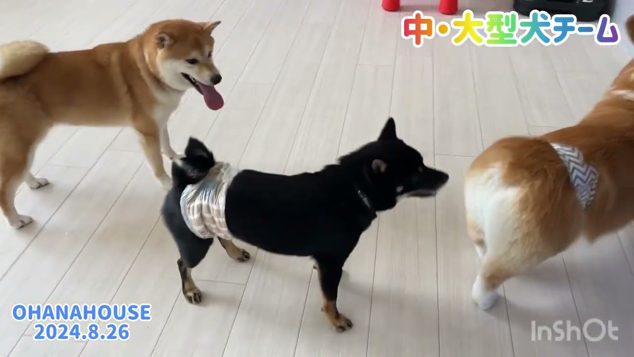 広場あそび（中・大型犬）