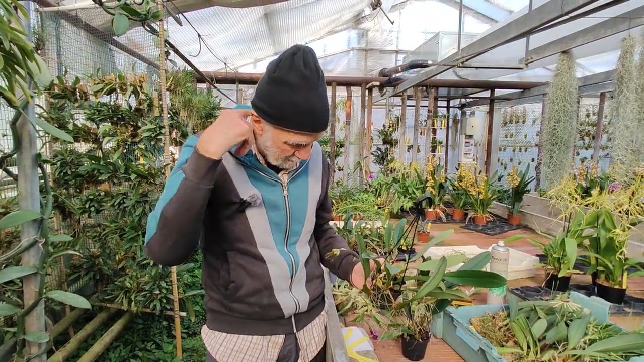 Bulbophyllum rotschildianum, tra le orchidee più spettacolari, Facciamo la rivoluzione